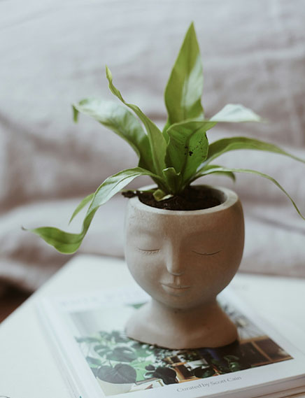 Pot plant Pot plant