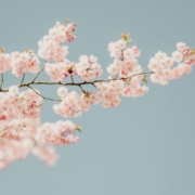 cherry blossom pink 950x733px Cherry blossom
