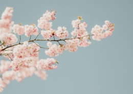 Cherry blossom