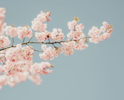 Cherry blossom