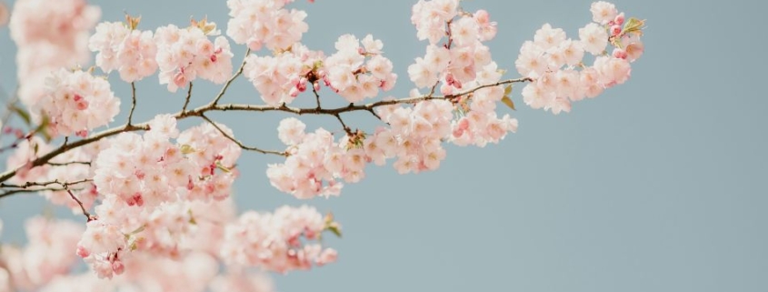 Cherry blossom