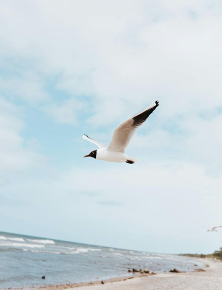 bird
