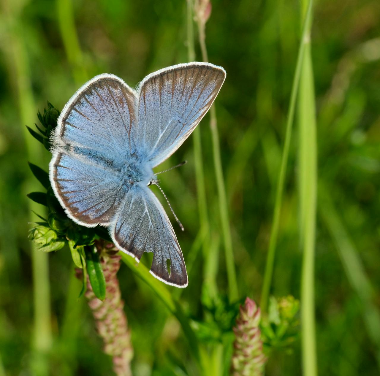 Butterfly in nature peace